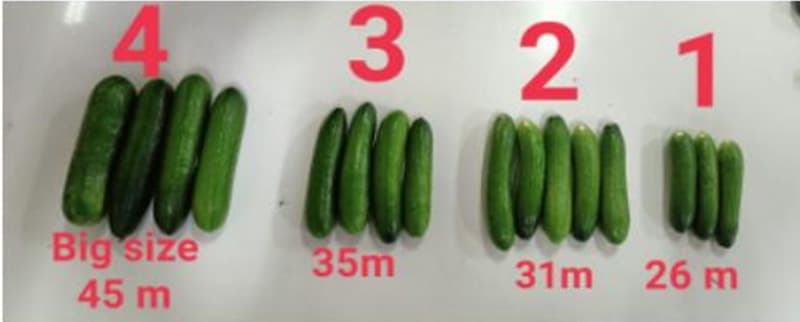 images/1660118793089Cucumber sorter.jpg